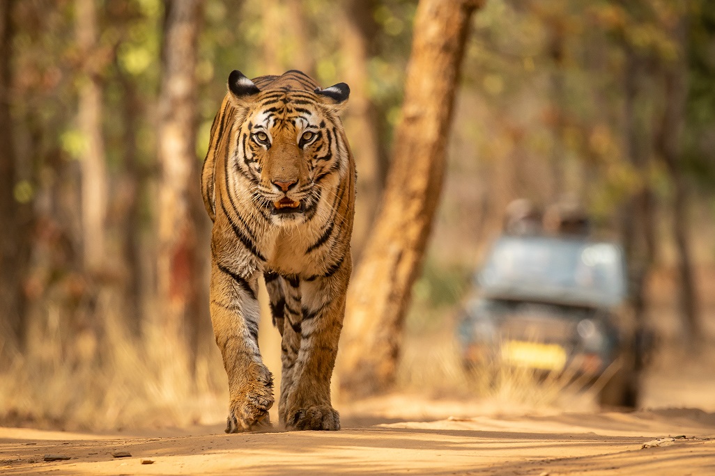 Beautiful Bandhavgarh