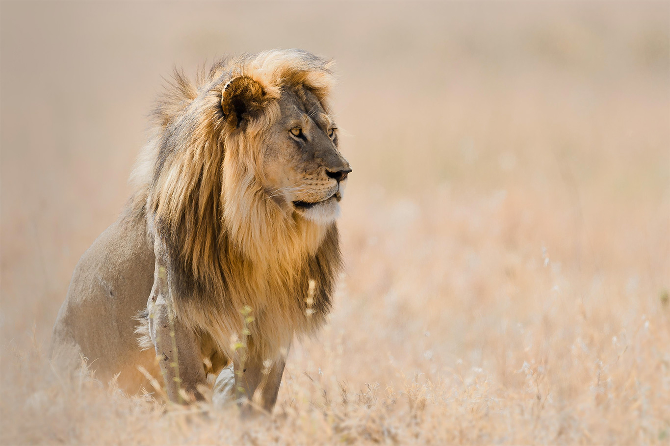 Captivating Masai Mara