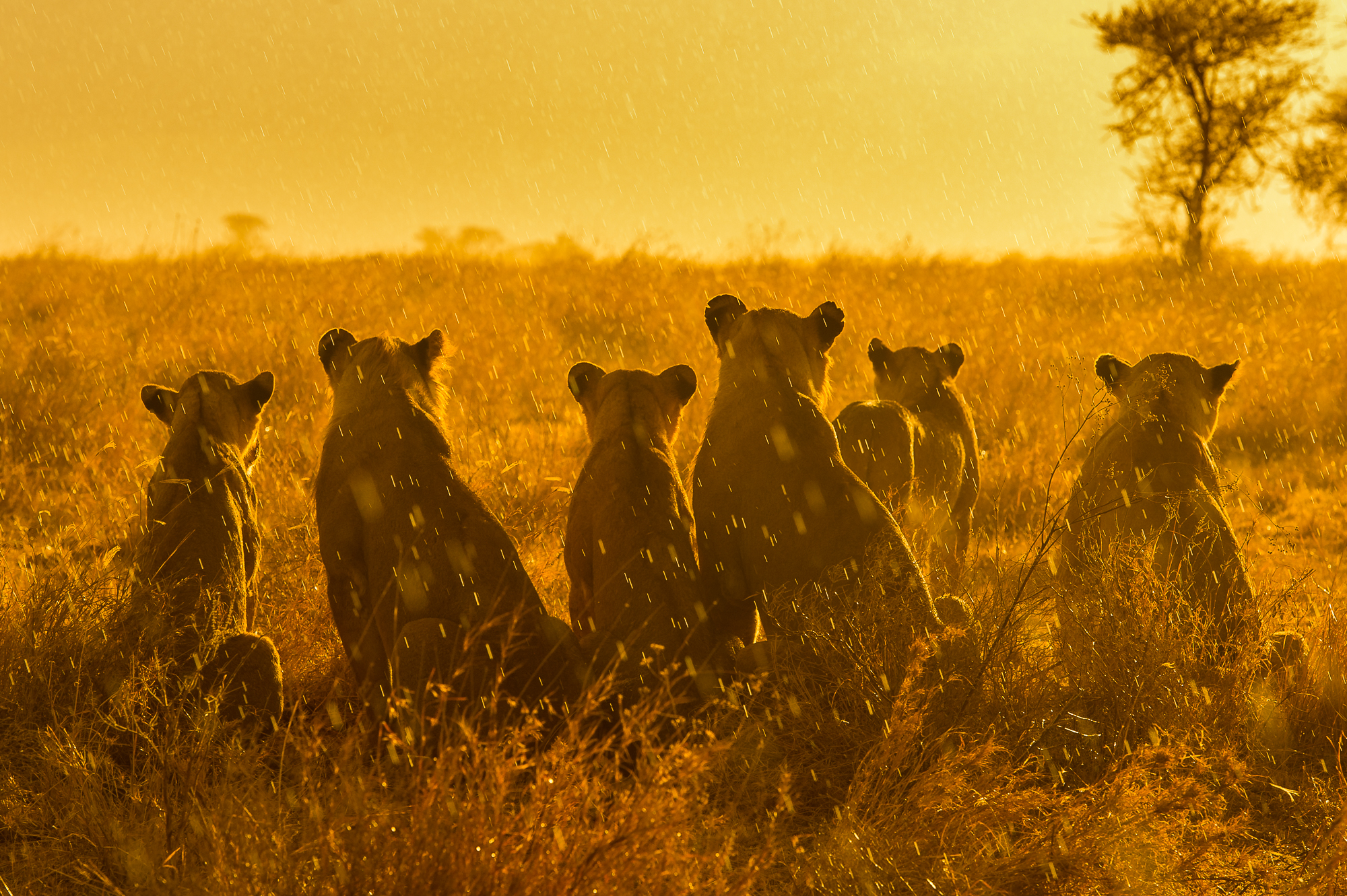 Magnificent Masai Mara