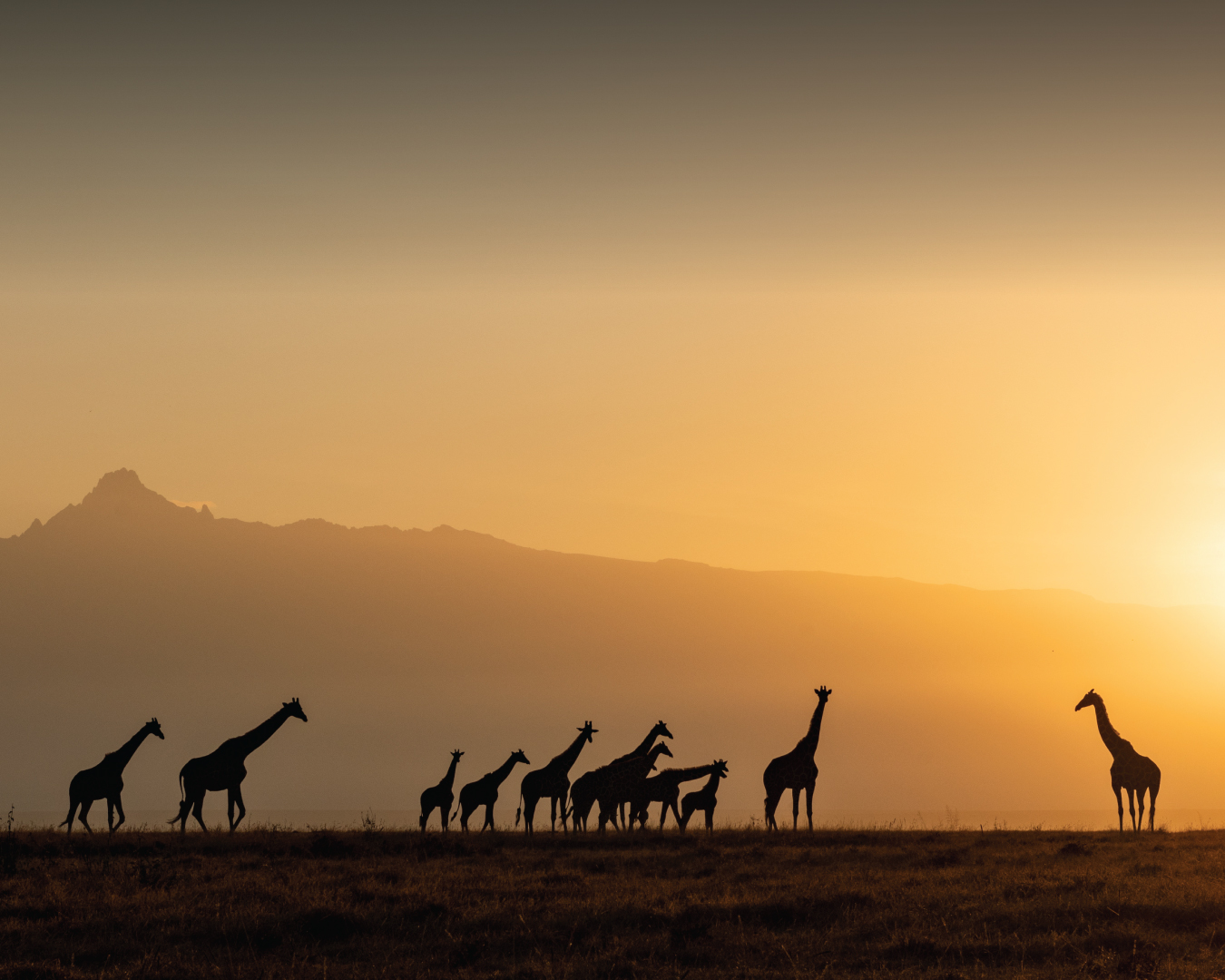 MAJESTIC KENYA