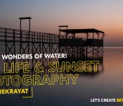 Sea Life and Sunset Photography